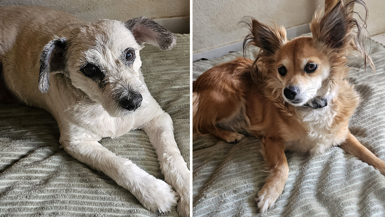 ¡Estos dos perritos pertenecen al productor de medios digitales de Telemundo 20, Rafael Colorado! Adoptó a Lucky (izquierda) después de encontrarlo en un contenedor de basura cuando era solo un cachorro. Rafael lleva con él 15 años. Zorrita (derecha) es la compañera de Rafael desde hace dos años. Fue encontrada en la carretera después de que un vehículo estuvo a punto de atropellarla.