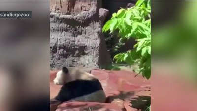 Pandas del zoológico de San Diego se refrescan  del calor