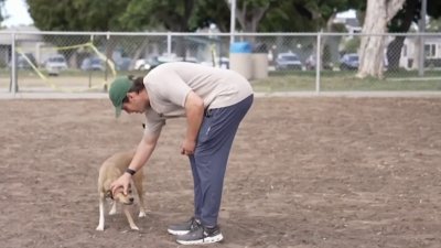 ¿Tienes un perro agresivo? Esto es lo que debes de saber si vives en San Diego