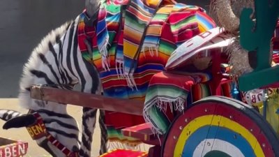 Activistas en Tijuana piden que sean retirados los burrocebras de la Av. Revolución