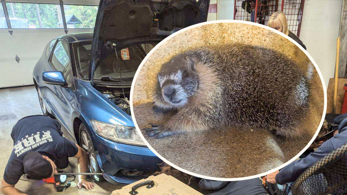 California: marmota viaja en auto de Yosemite a El Dorado – Telemundo ...