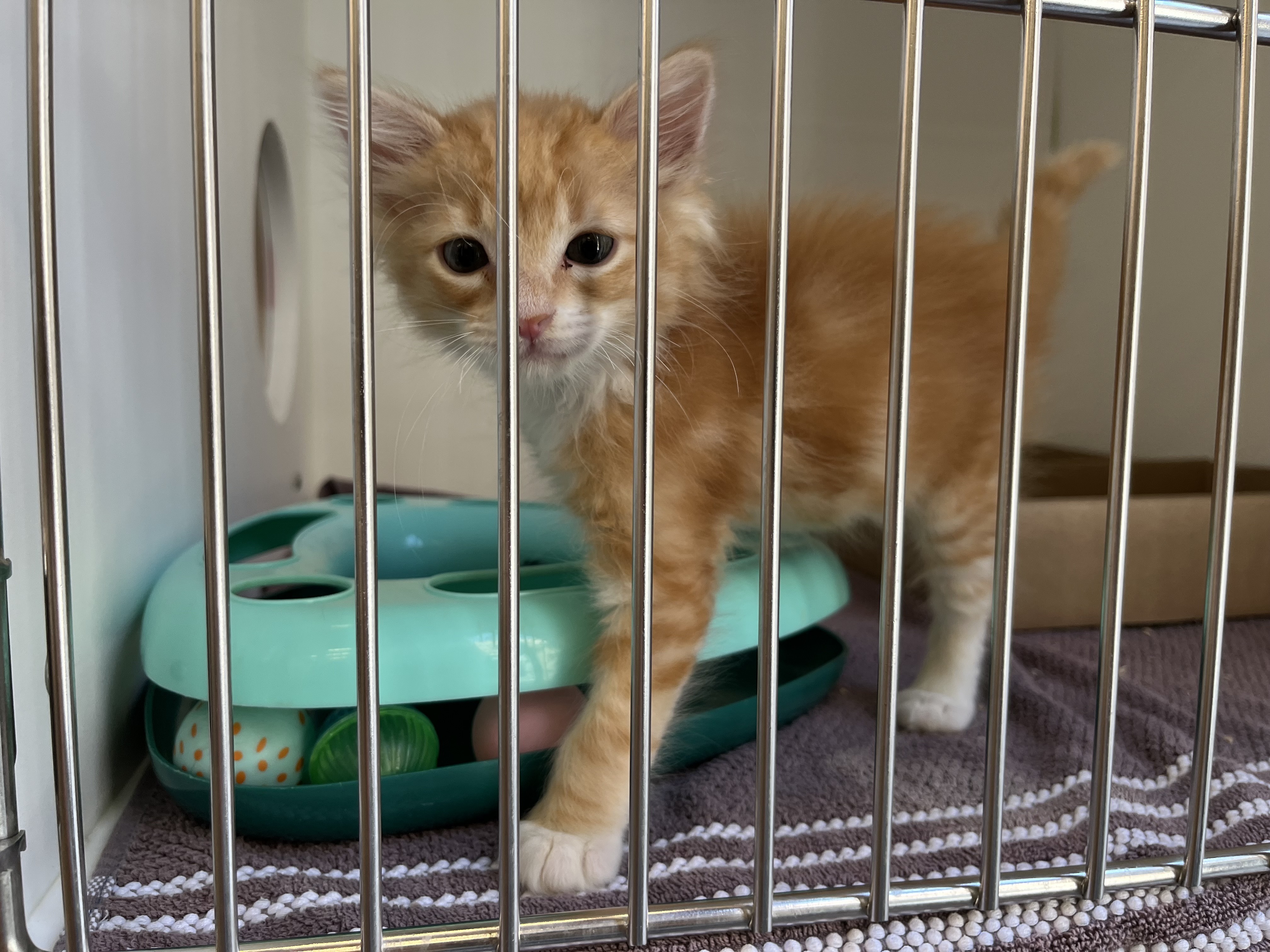 Un gatito en adopción posa para una foto en el campus de Gaines Street de la Sociedad Humanitaria de San Diego durante el 10º evento anual de adopción Desocupar los Albergues el sábado 7 de septiembre de 2024.