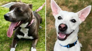 Roxy (izquierda) y JJ (derecha) son dos perros disponibles para adopción.