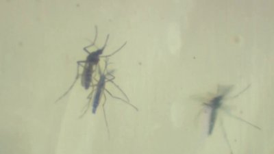 Reportan autoridades el primer caso de dengue en un residente de Escondido