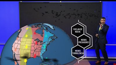 La espectacular migración de aves cruzando Estados Unidos