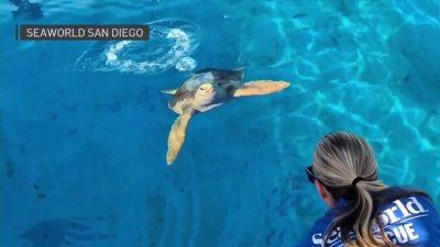 SeaWorld libera a tortuga al mar en San Diego