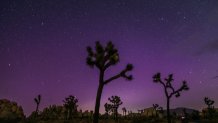 Northern Lights (Aurora Borealis) illuminate the sky above Joshua Tree National Park during the Perseids Meteor shower in Joshua Tree, California, early on August 12, 2024. Strong solar activity caused these dazzling celestial arrays to appear in lower latitudes around the world. 