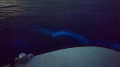 EN VIDEO: Delfines juegan con bioluminiscencia en las olas de San Diego