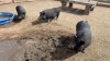 Tres cochinitos de 100 que fueron abandonados hace 2 años, viven en un santuario