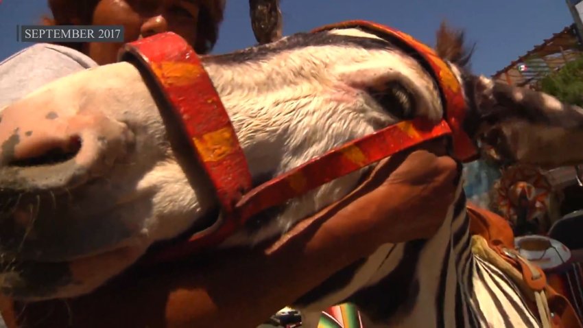 A shot of a zonkey taken in 2017.