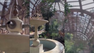 Now in its third year, Balboa Park's Botanical Garden renovation is inching closer to the finished product, new video from the City of San Diego shows. (City of San Diego)