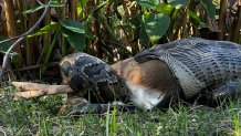 Pitón birmana hembra de 14.8' (4.5 m) y 115.2 lbs (52.3 kg) consumiendo un ciervo de cola blanca de 76.9 lbs (34.9 kg) en el suroeste de Florida.