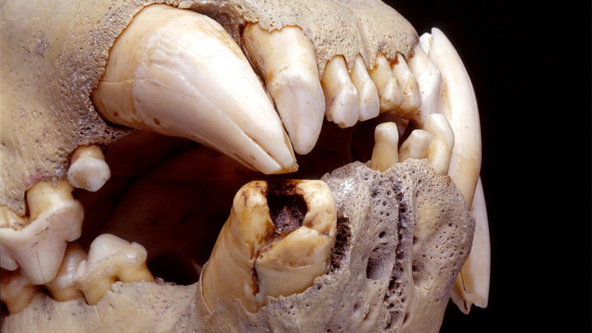 Una dieta 'rica' en humanos: lo que ha revelado la dentadura de los leones del pasado