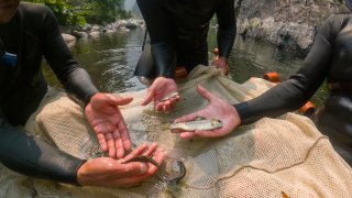 Grupos de conservación y tribus, junto con agencias estatales y federales, se han asociado en un programa de monitoreo para registrar la migración y hacer un seguimiento de cómo los peces responden a largo plazo a la eliminación de las represas. (Foto de archivo)