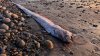 A mythical harbinger of doom washes up on a California beach