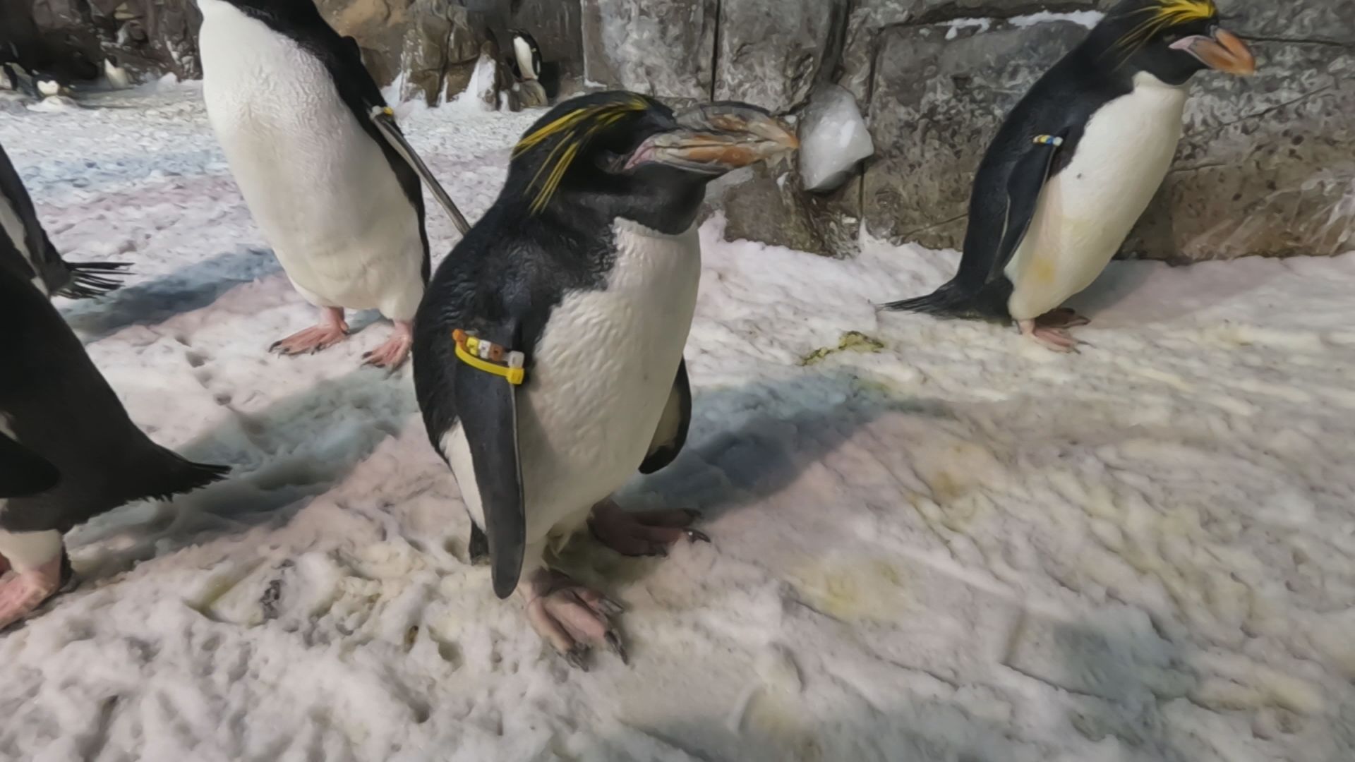 Macaroni penguin in the snow