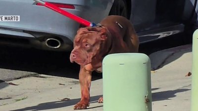 Investigan muerte de hombre agredido por sus perros en Mira Mesa