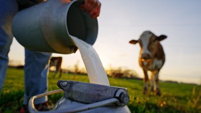 Qué es la leche cruda y por qué puede ser peligrosa