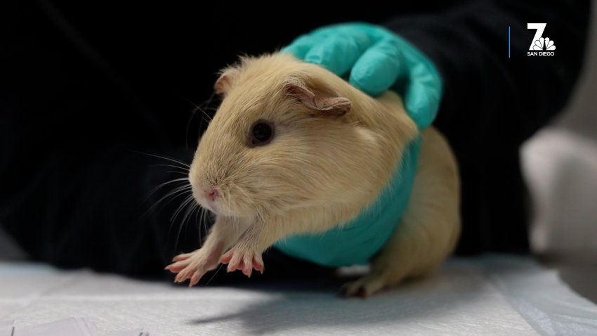 One of the guinea pigs taken in after the death of its owner in Ocean Beach on Dec. 18