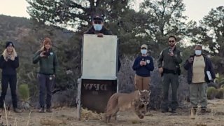 Mountain lion being released into the wild by the San Diego Humane Society