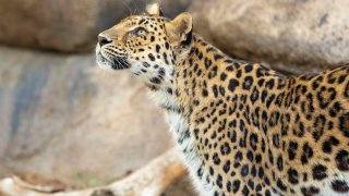 Zoya, una leopardo del Amur, murió de vejez a los 21 años en el zoológico y jardines Living Desert en Palm Desert.