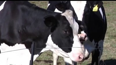 Nueva cepa de gripe aviar afecta producción de leche
