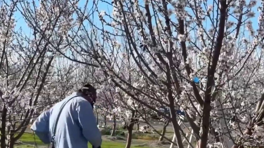Inicia el festival de la almendra en el condado San Joaquín