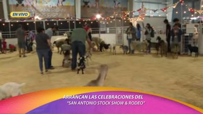 Arrancan las celebraciones del “San Antonio Stock Show & Rodeo”