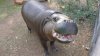 Hipopótamo Pigmeo en el Centro de Vida Silvestre en Ramona se convierte en el más antiguo del mundo