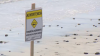 Colocan señales de advertencia en la playa  de Torrey Pines por el avistamiento de un tiburón