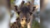 La jirafa masái más longeva de Norteamérica muere en el Zoológico de San Diego
