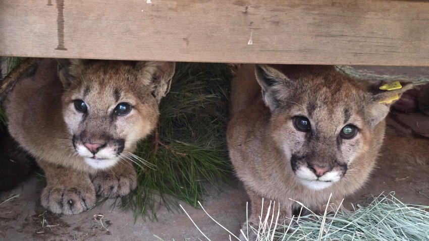 Two mountain lion cubs have been released to the wild after months of care at San Diego Humane Society’s Ramona Wildlife Center.