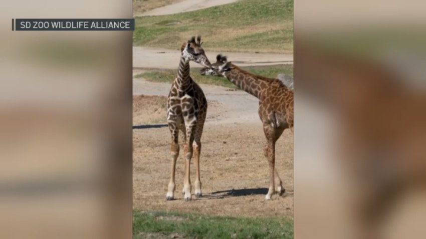 Subeera and Matope, the official names of the new baby giraffes at San Diego Zoo Safari Park.