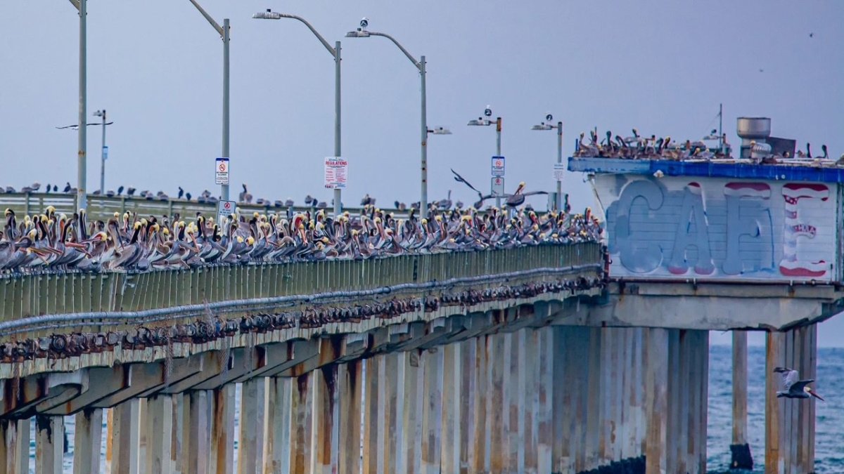 Des pélicans envahissent Ocean Beach pour manger quelque chose sur la jetée – Telemundo San Diego (20)