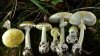 Al menos tres personas mueren tras comer hongos Death Cap en California