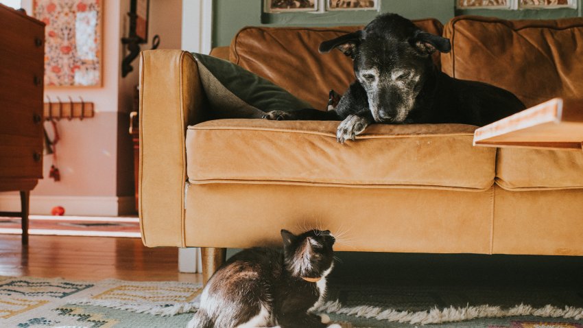 Foto de archivo de dos mascotas en un apartamento.