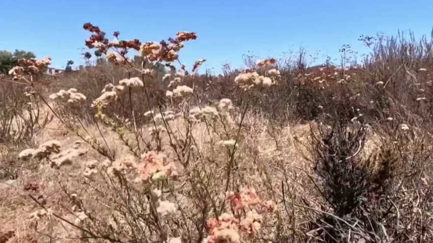 Dry brush in San Diego. FILE.