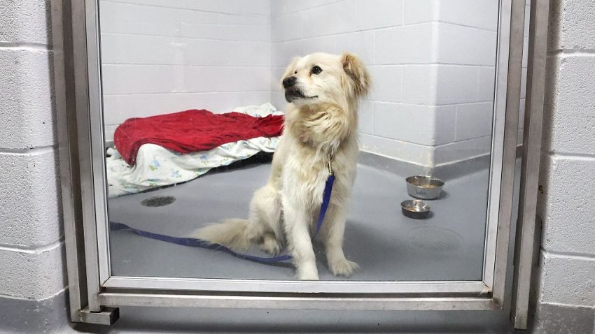 Humane Society