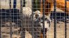 Zoológico de San Diego podría recibir animales del Parque Morelos de Tijuana tras cierre