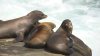 Adolescente admite haber pateado varias veces a un león marino de La Jolla: Fiscalía