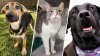 FOTOS: Mascotas en adopción de la campaña 