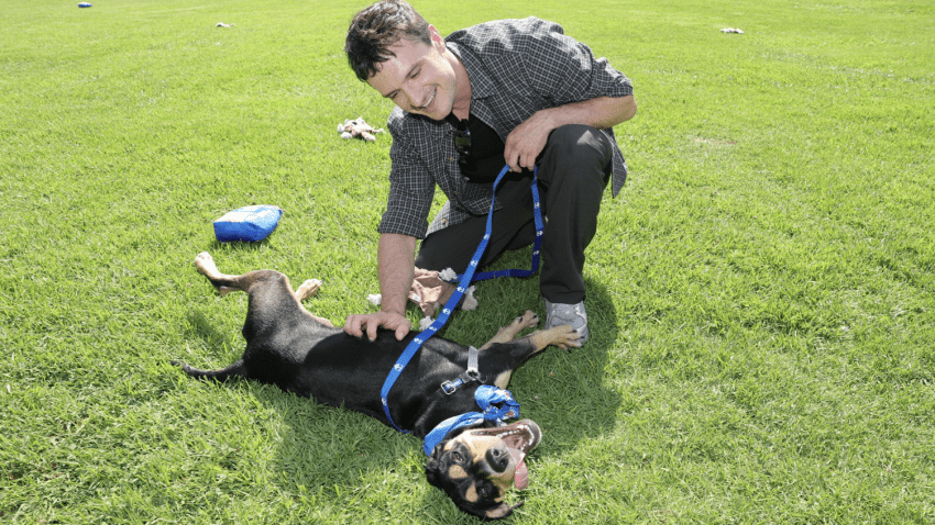 Josh Hutcherson interacts with a dog at the spcaLA in Long Beach, California.