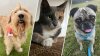 FOTOS: Mascotas en adopción de la campaña 