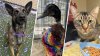 FOTOS: Mascotas en adopción de la campaña 