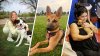 Cómo el yoga con perritos rescatados crea vínculos más allá de los refugios