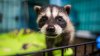Los primeros mapaches se gradúan de la nueva guardería de la Sociedad Protectora de Animales de San Diego