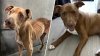 Perro que fue encontrado gravemente desnutrido encuentra un hogar para siempre