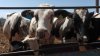 México crea consejo para erradicar el gusano barrenador en el ganado