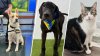 FOTOS: Mascotas en adopción de la campaña 