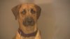 San Diego Humane Society necesita con urgencia adoptantes por falta de espacio